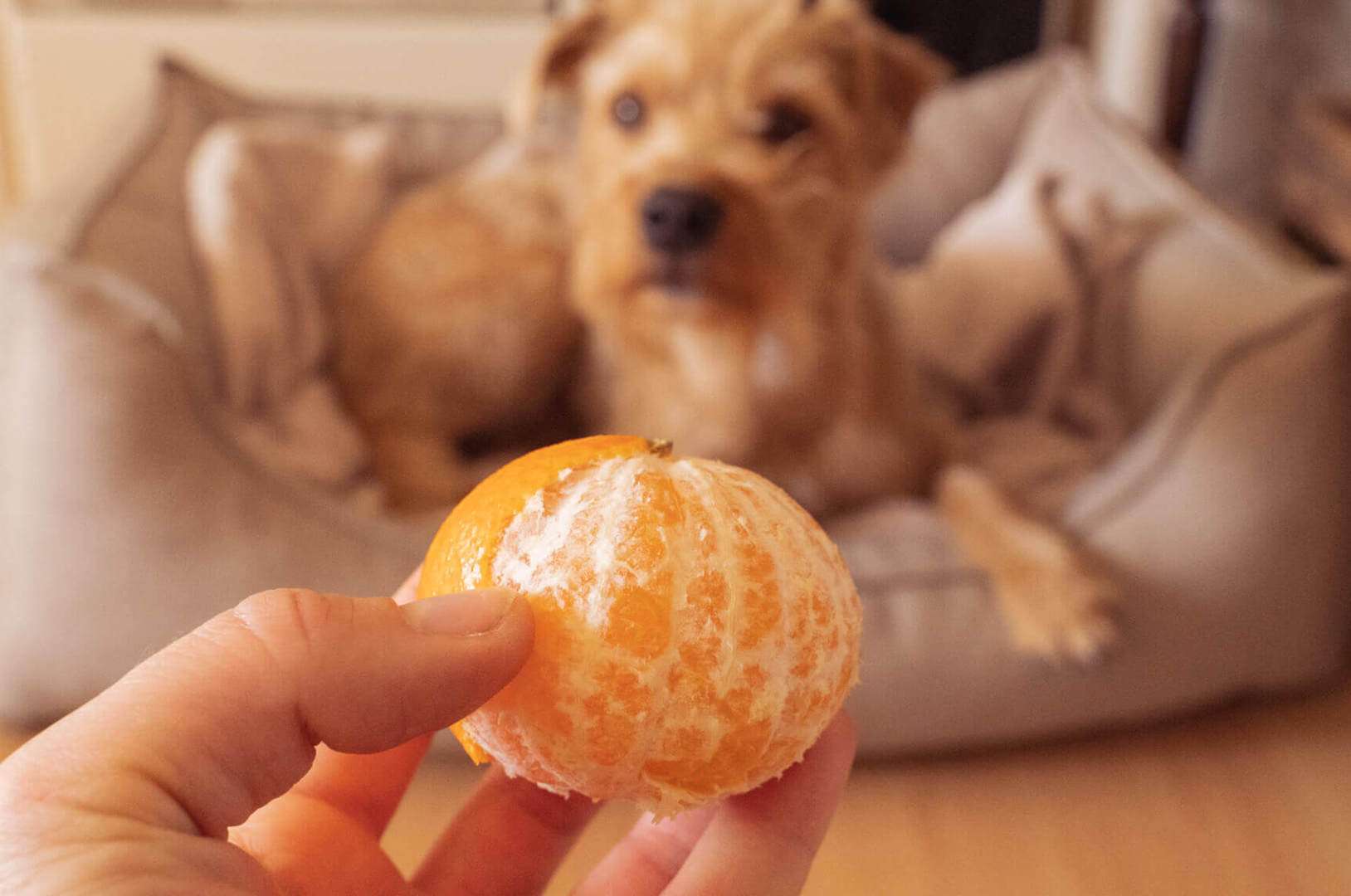 Dürfen Hunde Mandarinen essen und wenn ja, wie viele?